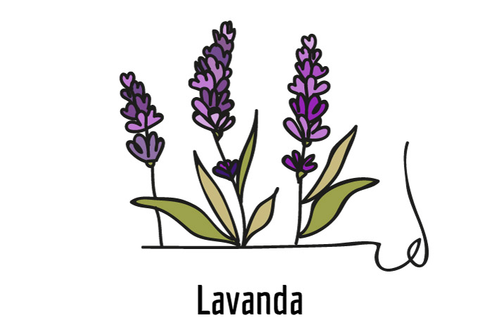 Lavanda